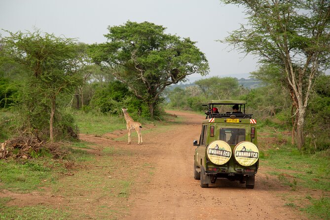 1 Day Akagera Game Drive Safari - Key points to know before booking
