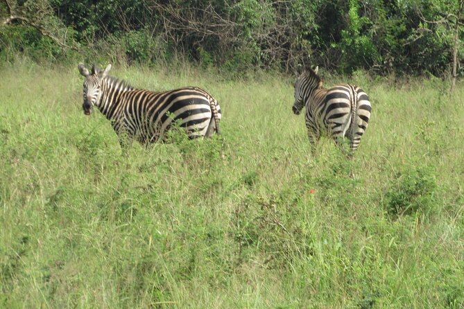 1 Day Akagera Game Drive Safari - Is $500 per person good value?