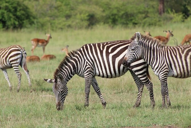 1 Day Akagera Game Drive Safari - Entering Akagera National Park