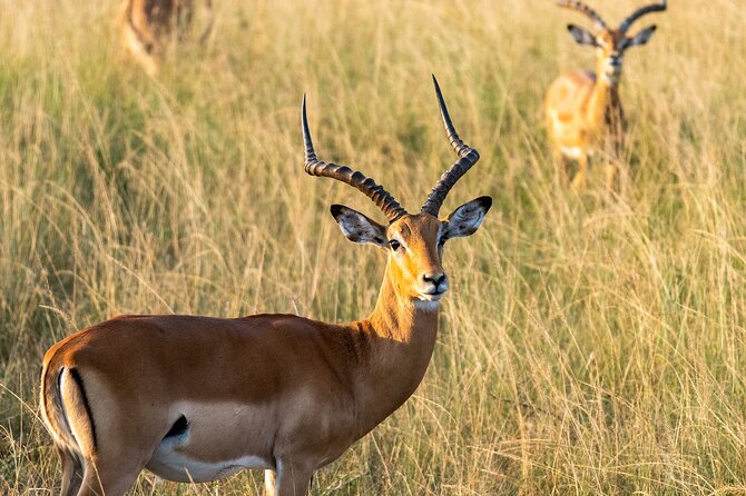1-Day Akagera National Park Safari Experience - Key points to know before you book