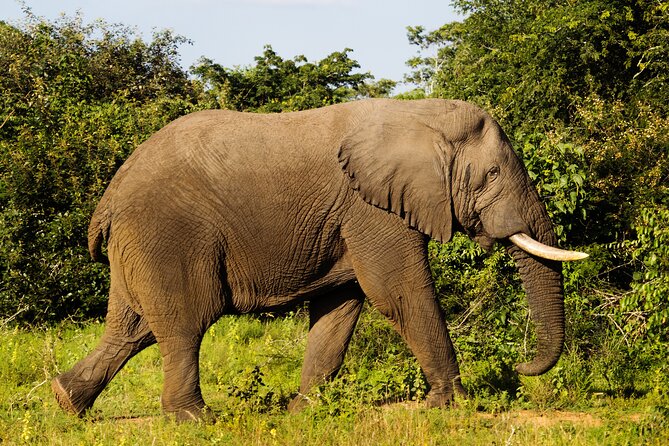 1-Day Akagera National Park Safari Experience - Why Akagera makes a good one-day safari