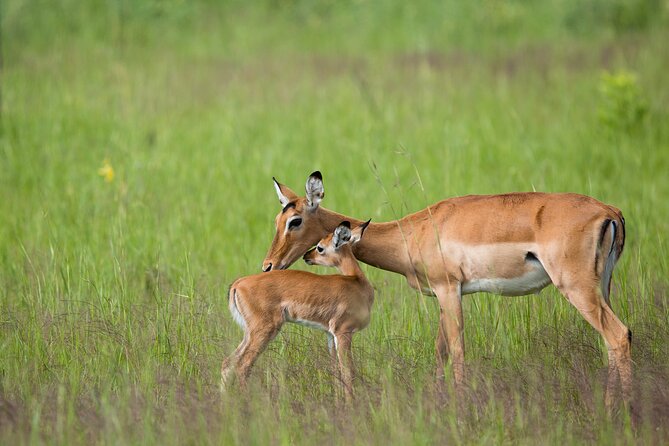 1-Day Akagera National Park Safari Experience - Big Five hopes, with realistic expectations