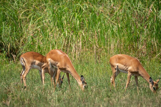 1-Day Akagera National Park Safari Experience - What the private 4x4 adds