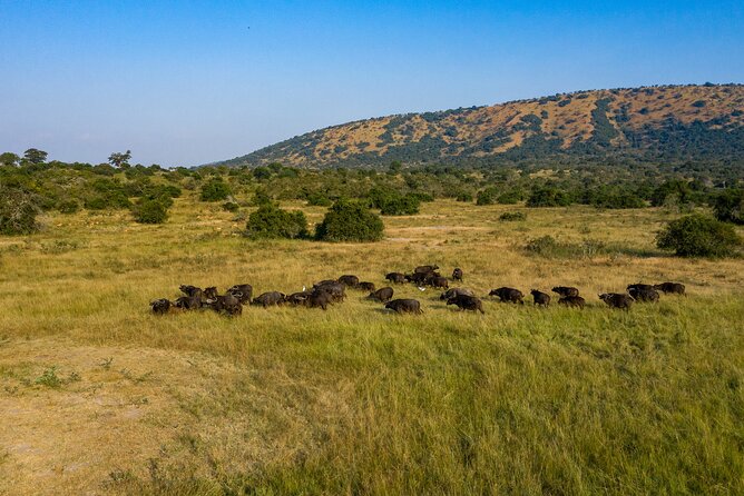 1-Day Akagera National Park Safari Experience - Lunch and what the price covers