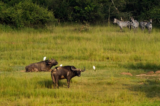 1-Day Akagera National Park Safari Experience - Is a boat safari part of this day?