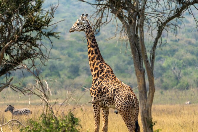 1-Day Akagera National Park Safari Experience - The weather, clothing, and daily rhythm