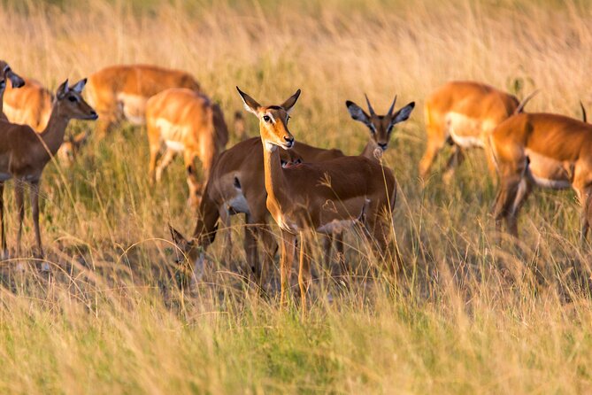 1-Day Akagera National Park Safari Experience - Leaving Kigali at 5:00 am
