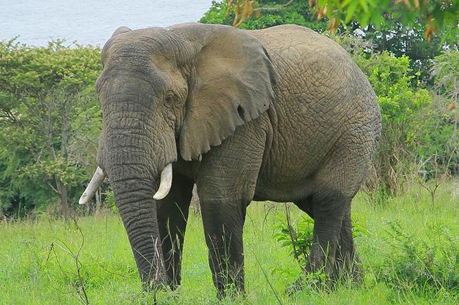 1 Day Akagera Wildlife Safari ( 2 Pax Min) - Why Akagera works as a Kigali day trip