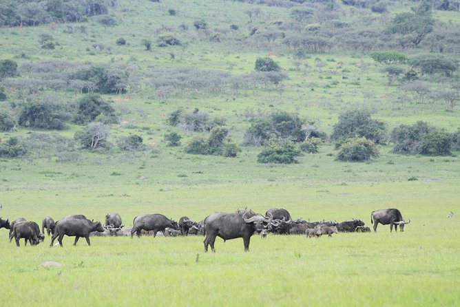 1 Day Akagera Wildlife Safari ( 2 Pax Min) - The scenery beyond the animals