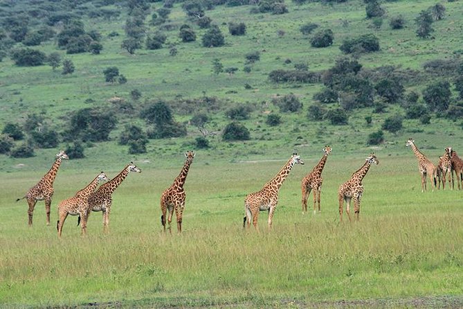 1 Day Akagera Wildlife Safari ( 2 Pax Min) - Timing, comfort, and the long return to Kigali