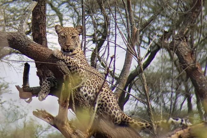 1 Day Akagera Wildlife Safaris Rwanda (2 Pax Min) - The Big Five question