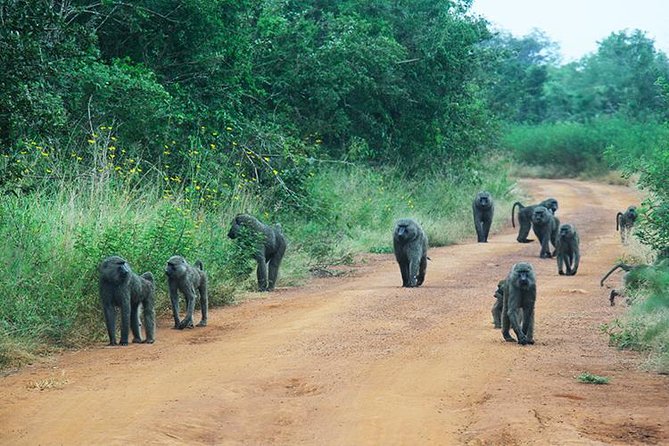 1 Day Akagera Wildlife Safaris Rwanda (2 Pax Min) - The early departure from Kigali
