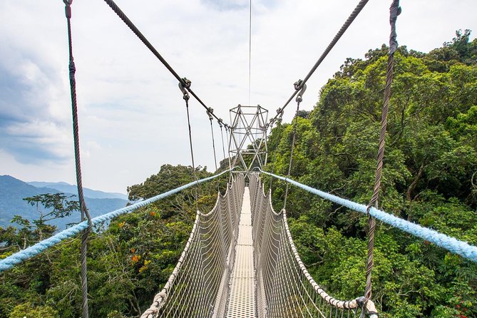 1 Day Canopy Walk Adventure in Nyungwe Forest National Park - Why the Nyungwe canopy walk is worth the long road