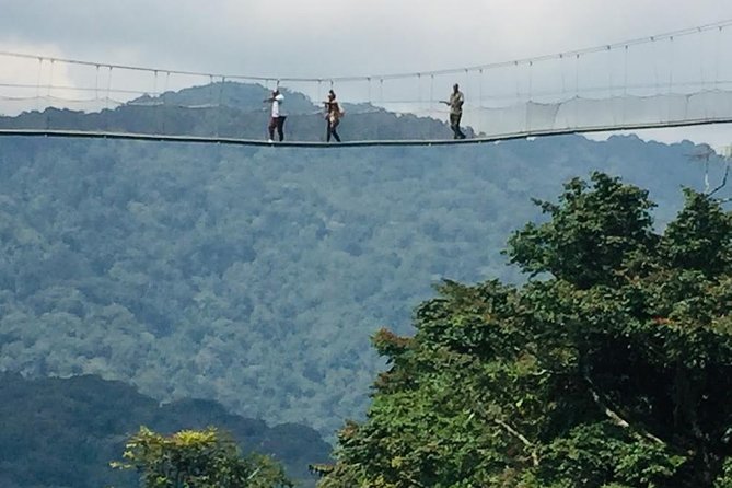 1 Day Canopy walk way in Nyungwe Natioinal park - Gisakura tea country and Rwanda’s everyday economy