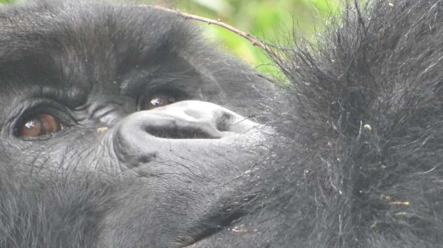 1 Day Gorilla Tour in Bwindi from Kigali - Why this Kigali to Bwindi trip is so demanding