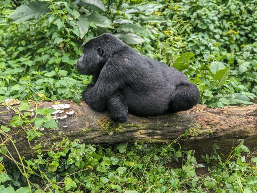 1 Day Gorilla Tour in Bwindi from Kigali - Leaving Kigali before sunrise