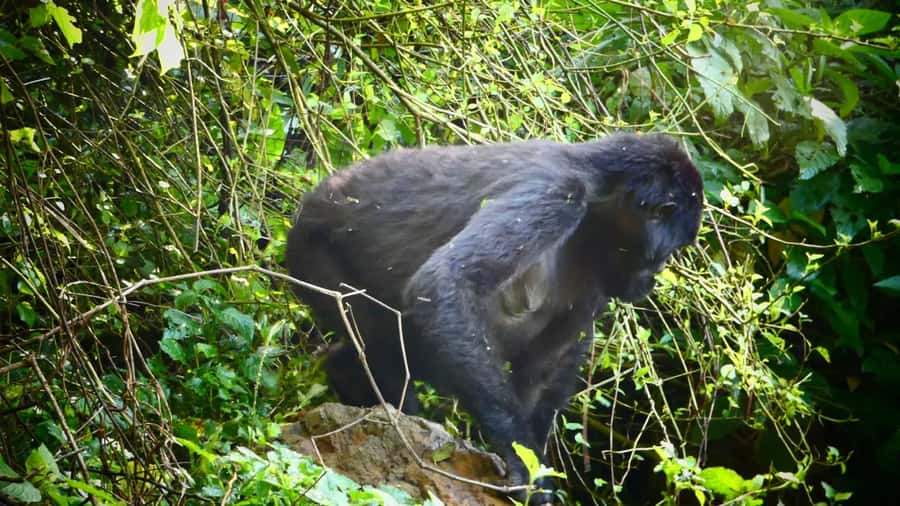 1 Day Gorilla Tour in Bwindi from Kigali - Hiking through Bwindi to find a gorilla family