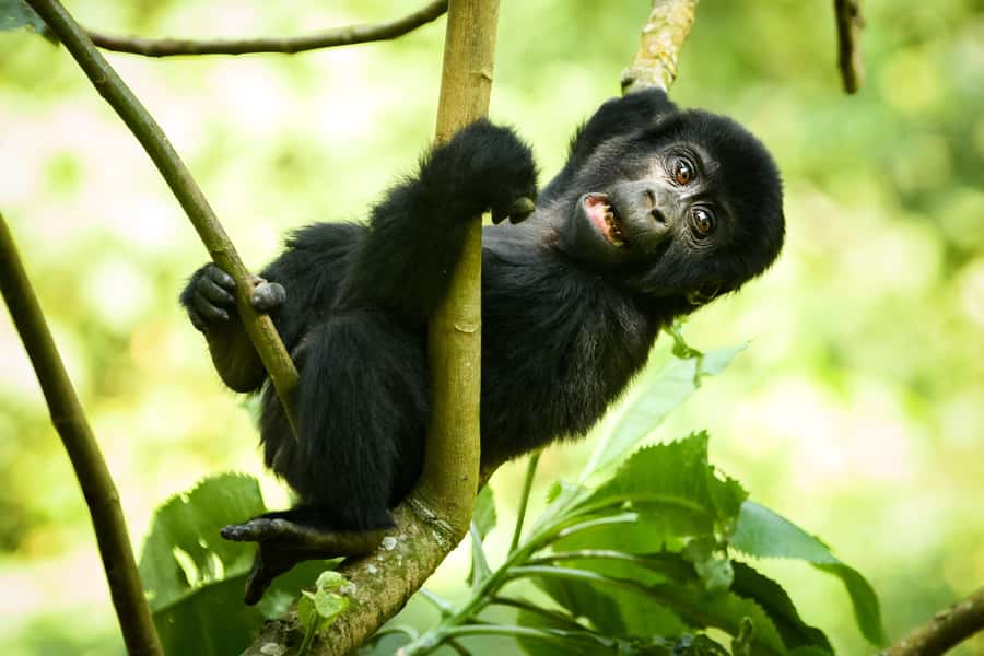 1 Day Gorilla Tour in Bwindi from Kigali - What to pack for this particular trek