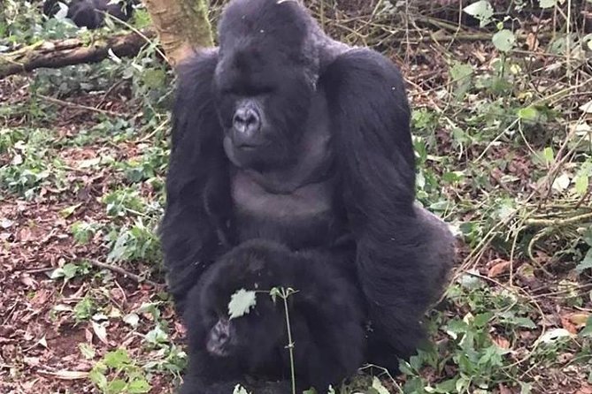 1 Day Gorilla Trekking Rwanda - Into Volcanoes National Park