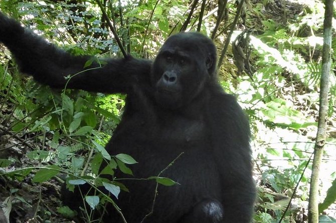1 Day Gorilla Trekking Rwanda - Lunch after the trek