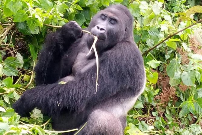 1 Day Gorilla Trekking Rwanda - What $2,750 really buys you