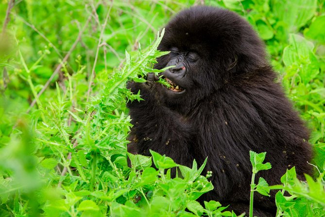 1 Day Gorilla Trekking Safari Tour - The early road from Kigali to Musanze