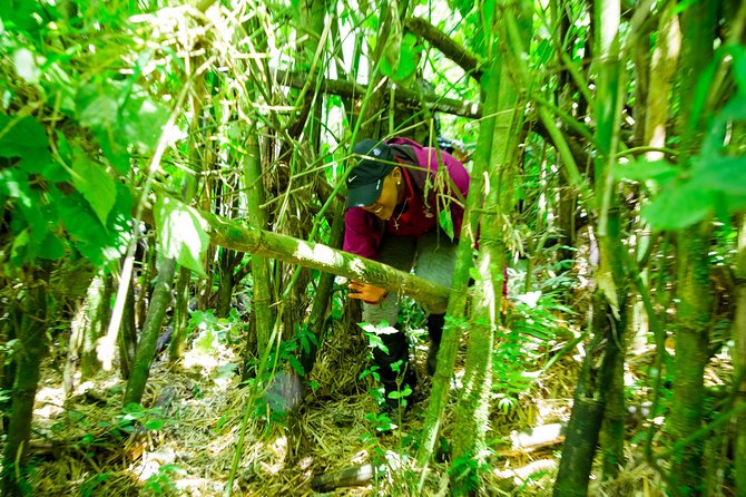 1 Day Gorilla Trekking Safari Tour - Who should book this day trek?