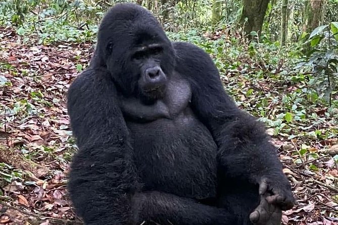 1 Day Gorilla Trekking Uganda - Key points before you book