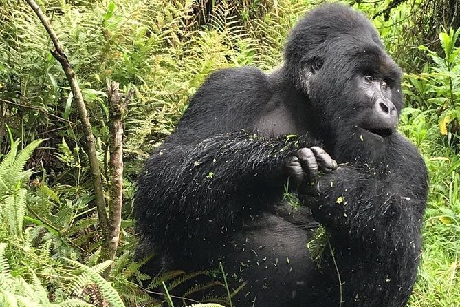 1 Day Gorilla Trekking Uganda - Crossing from Rwanda into Uganda