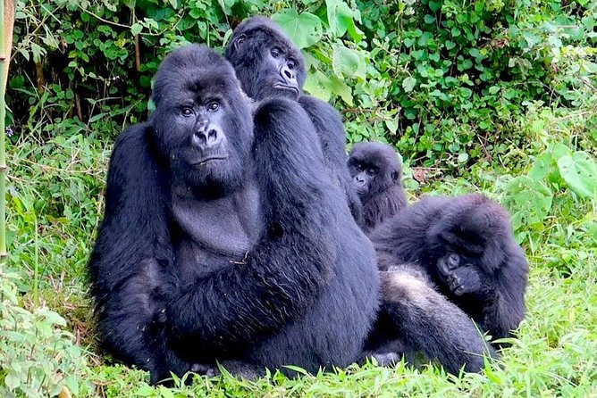 1 Day Gorilla trekking volcanoes national park - Why the 4:00 am departure matters