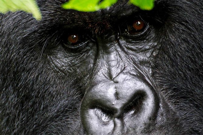 1 Day Gorilla trekking volcanoes national park - A guide and driver who keep the day moving