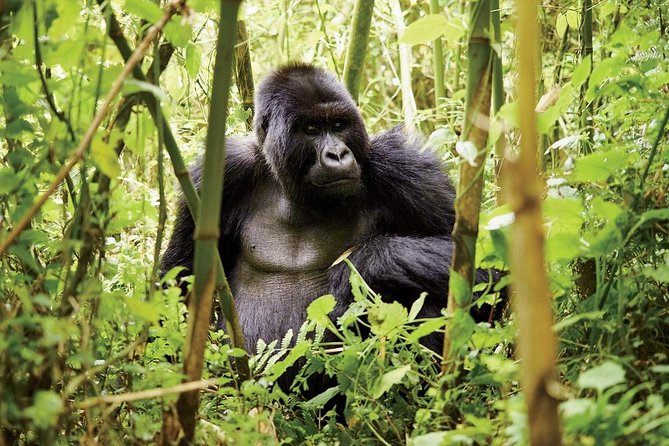 1 Day Gorilla trekking volcanoes national park - Booking, cancellation, and weather details