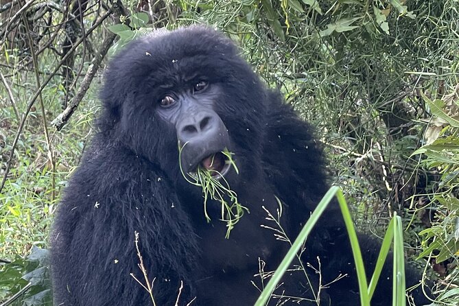 1 Day Guided Gorilla Trekking Safari Experience in Rwanda - What the $2,700 price includes