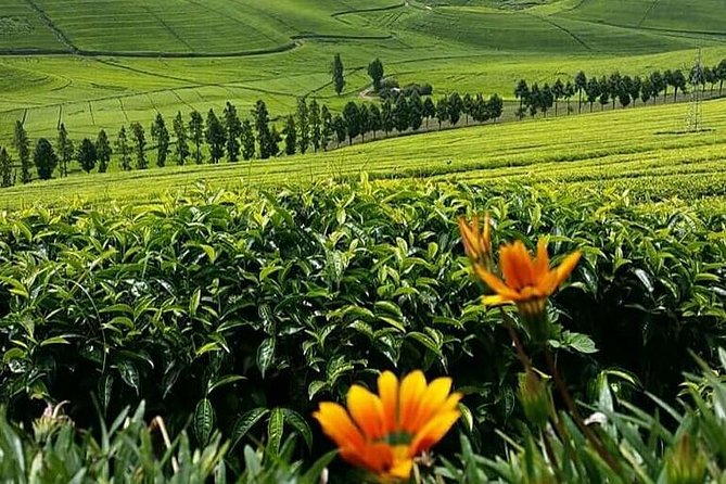 1-Day Lake Kivu Karongi Boat Cruise & Coffee farming with Lunch - Who should book this Lake Kivu excursion