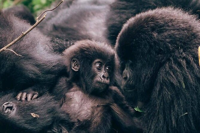 1 Day Rwanda Gorilla Trekking - Key points to know before booking