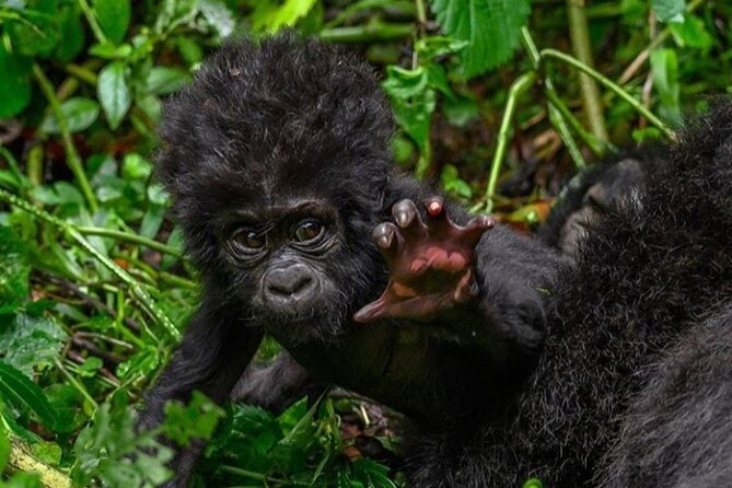 1 Day Rwanda Gorilla Trekking - Why this one-day gorilla trip works