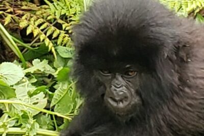 1 Day Rwanda Gorilla Trekking