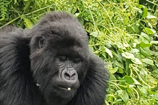 1 Day Rwanda Gorilla Trekking - Lunch and the value of the $2,200 price