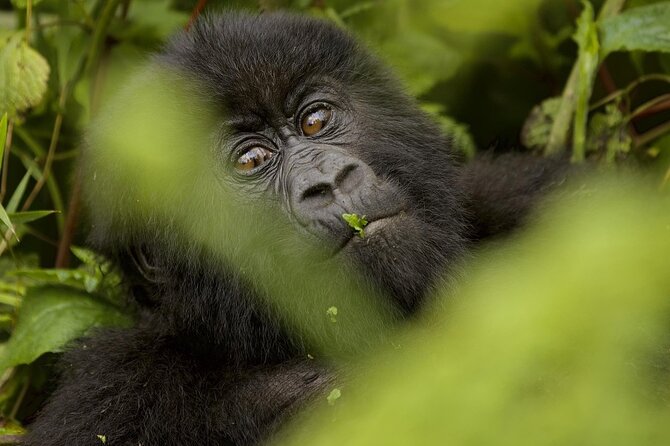 1 Day Rwanda Gorilla Trekking - Ibyiwacu Cultural Village after the trek