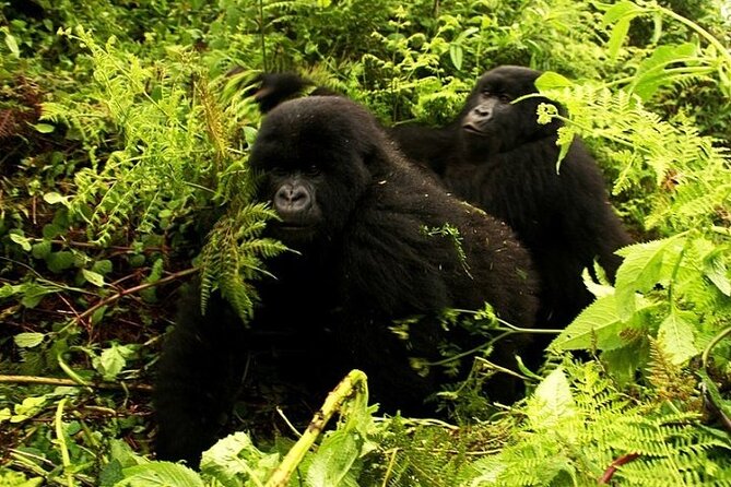 1 Day Rwanda Gorilla Trekking - What to pack for the volcanic hills