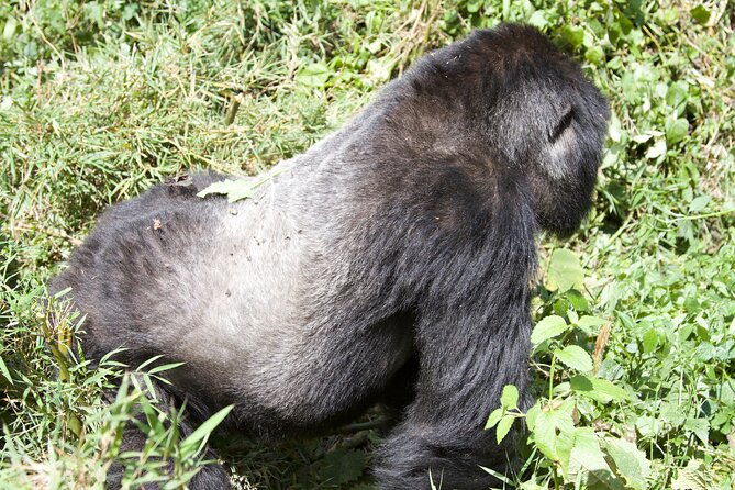 1 Day Rwanda Gorilla Trekking Tour - Why this gorilla day is worth considering