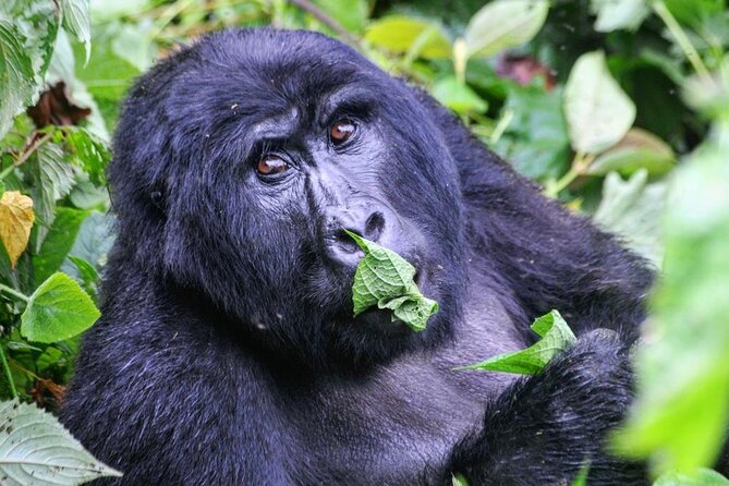 1 Day Rwanda Gorilla Trekking Tour - Hiking through Volcanoes National Park