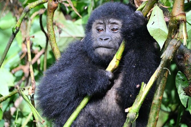 1 Day Rwanda Gorilla Trekking Tour - Watching a gorilla family at close range