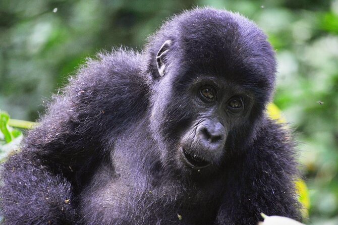 1 Day Rwanda Gorilla Trekking Tour - What the $2,687 price includes