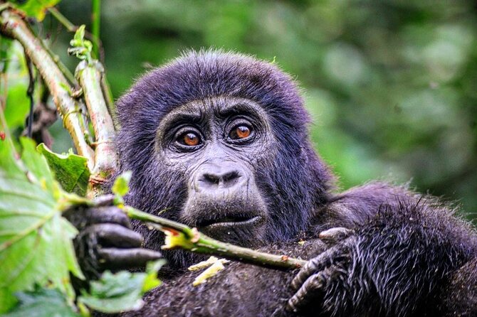 1 Day Rwanda Gorilla Trekking Tour - Private transport, useful staff, and practical comfort