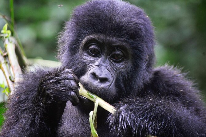 1 Day Rwanda Gorilla Trekking Tour - Timing, fitness, and who should book