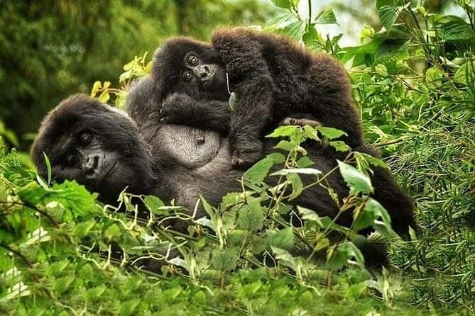 1 Day Rwanda Gorilla Trekking Tour In The Volcanoes National Park - Two to five hours among bamboo and mountain forest
