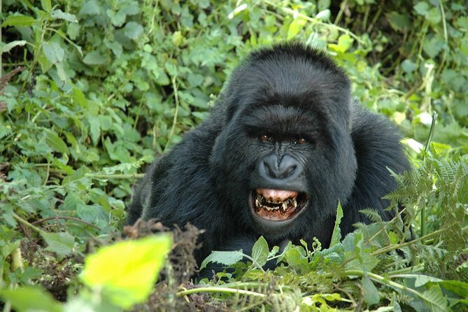 1 Day Rwanda Gorilla Trekking Tour In The Volcanoes National Park - Who should book this experience