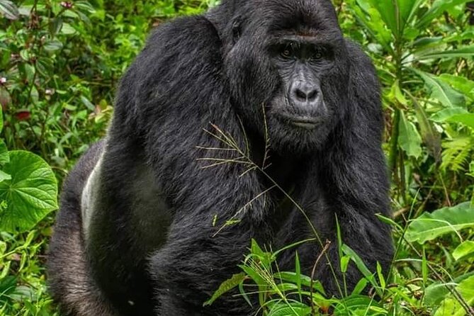 1 Day Rwanda Gorilla Trekking Tour In The Volcanoes National Park - Should you book the Kigali to Volcanoes day trip?