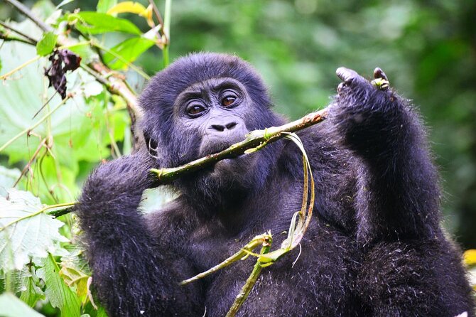 1 Day Rwanda Gorilla Trekking Tour - Reaching Kinigi and preparing for the forest